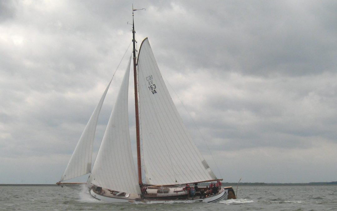 Maasvogel